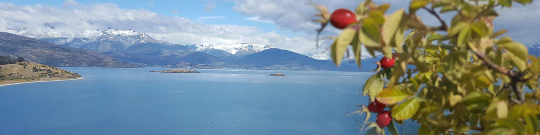 Essano - Our Sustainable Source of Rosehip Oil